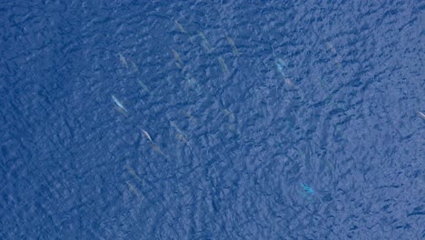 Drone-follows-pod-of-dolphins-swimming-in-deep-ocean-blue-clear-water