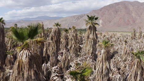 Aerial-View-of-Palm-Farm-of-Dry-Palms,-Badlands-Mountains-in-Background