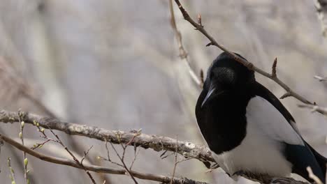 Magpie-corvid-bird-scans-environment-from-perch-on-spring-tree-branch