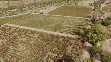 Aerial-bird's-eye-view-of-vineyards-in-Cafayate,-Salta,-Argentina,-highlighting-the-significance-of-wine-in-the-region