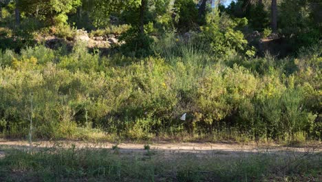 Barefoot-runner-in-the-morning-on-the-urban-forest-trail