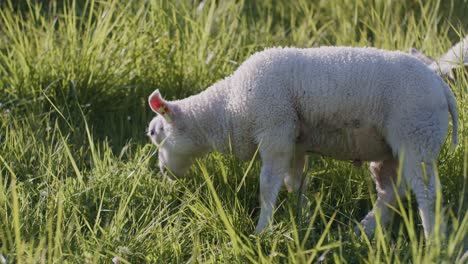 Niedliche-Weiße-Tier-Schafe-Dolly-Vieh-Weidet-Auf-Der-Weide-Feld-Gras-Bei-Tageslicht-Sonnigen-Tag