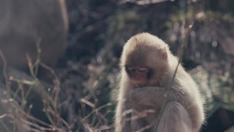 Cute-Snow-Monkey-Feeding-Grass-On-A-Sunny-Wildlife-Park