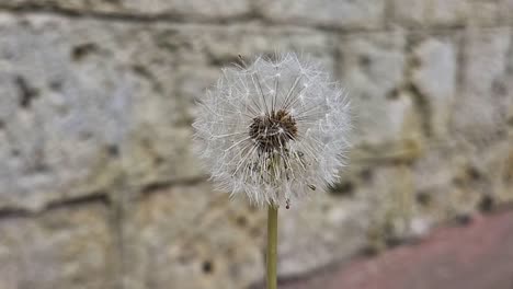 Close-up-slow-motion-static-shot-of-dandelion