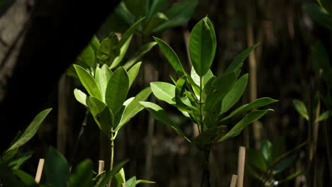 Basking-in-the-early-morning-sunlight,-the-young-mangrove-seedlings-are-growing-in-Bangphu-Recreational-Area-located-in-Samut-Prakan,-in-Thailand