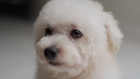 Primer-Plano-De-Las-Características-De-Un-Caniche-Toy-Capturadas-En-Detalle