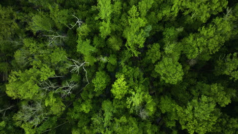 Naturaleza-Boscosa-Y-Pantanos-En-El-Parque-Estatal-Big-Cypress-Tree-En-El-Condado-De-Welley,-Tennessee,-Estados-Unidos