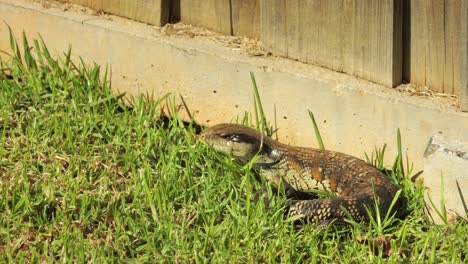 Blue-Tongue-Lizard-Resting-By-Stone-Fence-and-Blinking-In-Garden-Moves-Slowly