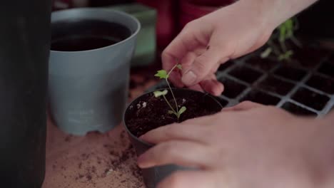 Gardeners-Hand-Transplanting-Seedlings-On-Pot