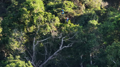 Unique-drone-shot-of-a-pair-of-scarlet-macaws-flying-over-the-rainforest