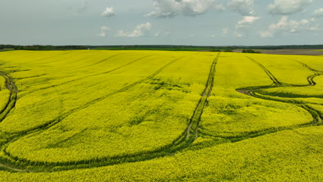 Eine-Weite-Fläche-Leuchtend-Gelber-Rapsfelder-Erstreckt-Sich-über-Die-Landschaft