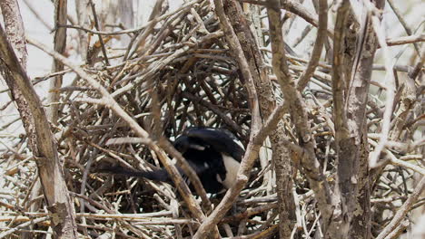 Black-and-white-Magpie-bird-hops-into-large-nest-of-twigs,-disappears