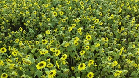Dichtes-Sonnenblumenfeld-Mit-Hohen-Stielen-Und-Leuchtend-Gelben-Blütenblättern,-Luftaufnahme