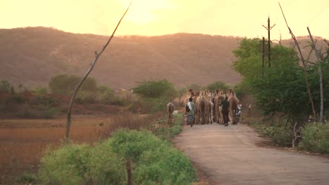 Eine-Herde-Kamele-Mit-Ihren-Hirten-Wandern-Bei-Sonnenuntergang-Am-Abend-In-Nordindien-Eine-Hügelige-Straße-Hinunter