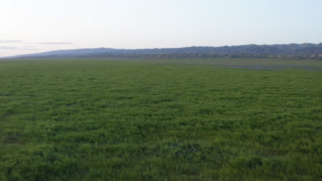 Vegetación-Verde,-Lago-De-Soda,-Llanura-De-Carrizo,-California