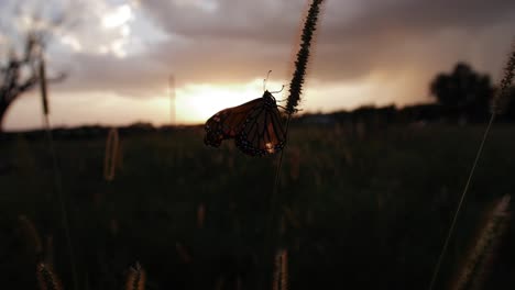 Ein-Schmetterling-Im-Abendlicht,-Der-Auf-Gras-Kriecht