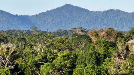 Atemberaubende-Drohnenaufnahme-Eines-Tropischen-Waldes-Mit-Bergen-Im-Hintergrund