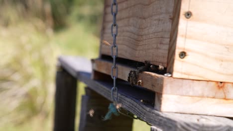 The-bustling-activity-of-a-bee-colony-as-bees-fly-around-a-hive,-some-entering-and-exiting