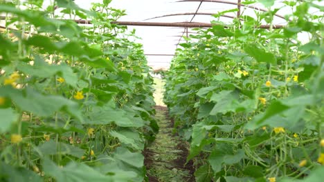 Green-cucumber-plants-blooming-under-a-greenhouse-structure,-focusing-on-organic-farming