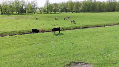 Wild-Horses-and-Auroxen-Cows-in-Open-Landscape-Located-at-the-Shores-of-the-Lake-Pape,-Latvia