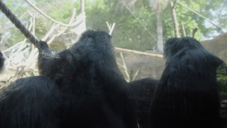 A-family-of-Javan-langurs-sitting-in-their-enclosure-at-the-Bali-zoo