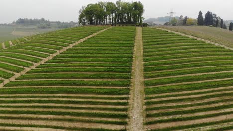 Drone-fly-backward-over-a-Gavi's-vineyards-on-a-hill-revealing-the-surrounding