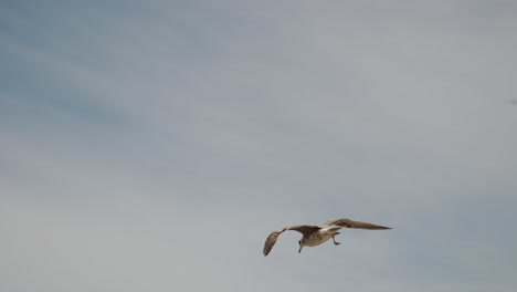 Primer-Plano-De-Una-Gaviota-Volando-Sobre-El-Mar-Con-Palmeras-Al-Fondo-En-Baja-California-Sur,-México.