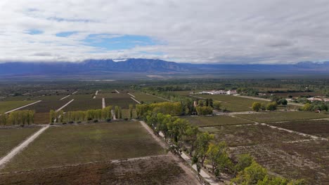 Die-Luftaufnahme-Einer-Drohne-Zeigt-Riesige-Weinberge-Im-Cafayate-Tal-In-Salta,-Argentinien,-In-Denen-Vorwiegend-Torrontés--Und-Malbec-Trauben-Angebaut-Werden