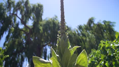 Königskerzenpflanze-Steht-Hoch-Vor-Einem-Hintergrund-Von-Sanft-Verschwommenen-Bäumen,-Mit-Der-Strahlenden-Sonne,-Die-Ihren-Warmen-Schein-Von-Oben-Wirft