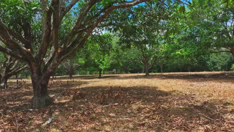 POV-Aufnahme-Eines-Mangobaumwaldes-An-Einem-Sonnigen-Tag-In-Der-Provinz-South-Cotabato,-Philippinen