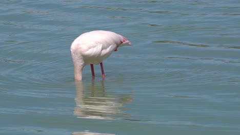 Pájaros-Flamencos-En-Un-Entorno-Natural,-En-Un-Lago-Salado-En-El-Sur-De-España,-Alimentándose