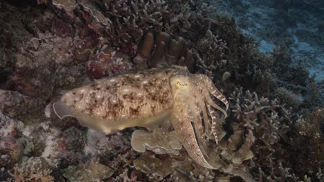 Sepia,-cuttlefish-on-a-tropical-coral-reef-changing-color-and-texture-to-camouflage-and-blend-with-the-environment