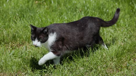 Zweifarbige-Katze-Läuft-Langsam-Im-Gras