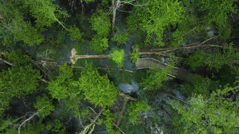 A-wooden-bridge-crossing-a-serene-creek-in-big-cypress-tree-state-park,-tennessee,-aerial-view