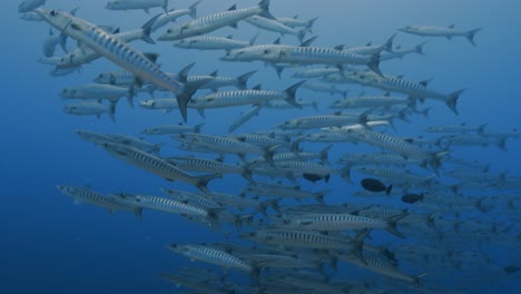 Shoal-of-barracudas,-camera-gets-close-to-the-school-of-fish-in-the-blue