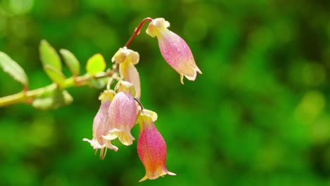 This-enchanting-scene-captures-the-radiance-of-a-kalanchoe-plant-bathed-in-sunlight,-nestled-amidst-lush-green-grass-under-a-canopy-of-clear,-azure-skies