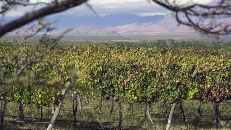 Hermosos-Viñedos-De-Uva-Torrontés-En-Cafayate,-Salta,-Argentina,-Con-La-Imponente-Cordillera-De-Los-Andes-Al-Fondo.