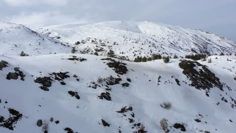 Aerial-view-of-beautiful-mountainside-forest-slopes-full-of-conifer-trees-covered-in-snow-mountain-peak-at-the-distance-day