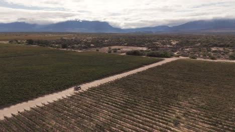 Top-down-view-captures-a-tractor-traversing-through-a-vineyard-in-the-region-of-Cafayate,-Salta,-Argentina,-showcasing-the-agricultural-activity-in-the-area