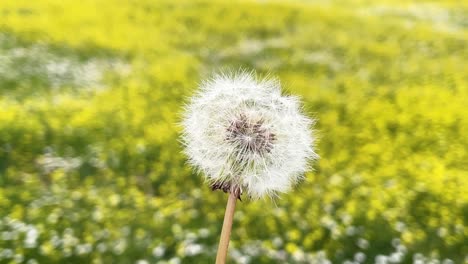 We-see-in-the-foreground-a-plant-called-dandelion-that-is-rotating-and-we-see-its-shape-and-seeds-and-in-the-background-we-have-blurred-white-and-yellow-flowers-in-spring-Avila-Spain