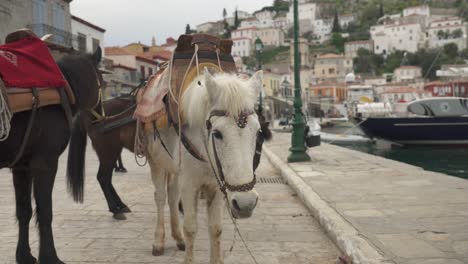 Horses-On-The-Cobblestone-Streets-At-The-Port-Of-Hydra-Town,-Hydra-Island-In-Attica,-Greece