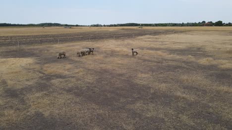 A-flock-of-sheep-grazing-on-a-dry,-vast-field-under-a-clear-sky,-aerial-view