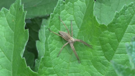 Eine-Jagdspinne,-Pisaura-Mirabilis,-Ruht-Auf-Einem-Grünen-Blatt-Im-Frühling