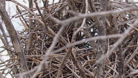 Obscured-by-branches,-corvid-Magpie-bird-hops-out-of-nest-of-twigs