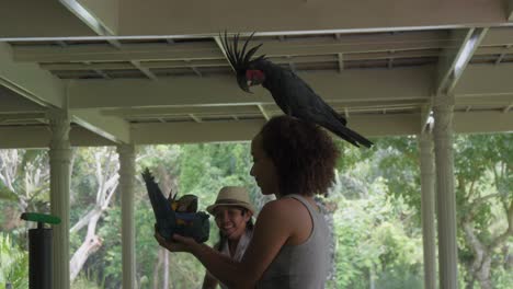 Eine-Vogelschau-Im-Bali-Bird-Park