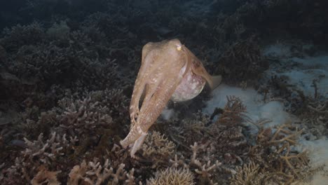 Sepia,-cuttlefish-on-a-tropical-coral-reef-changing-color-and-texture-to-camouflage-and-blend-with-the-environment