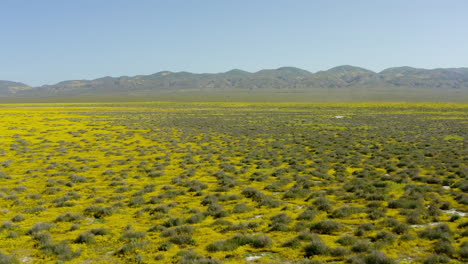 La-Vista-De-Un-Dron-Captura-Una-Alfombra-De-Pastizales-Y-Llanuras-De-Carrizo-En-California