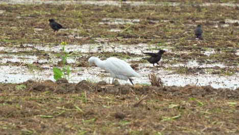 Primer-Plano-En-Cámara-Lenta-De-Una-Gran-Garza-Caminando-Por-Las-Tierras-Agrícolas,-Vadeando-Y-Buscando-Cultivos-Caídos-Y-Presas-De-Insectos-En-Los-Arrozales-Cosechados