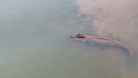 Toma-De-Drone-De-Un-Caimán-Negro-Sumergido-En-El-Río.