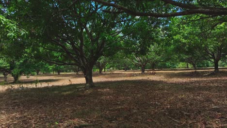 POV-Aufnahme-Eines-Mangobaumwaldes-An-Einem-Sonnigen-Tag-In-Der-Provinz-South-Cotabato,-Philippinen